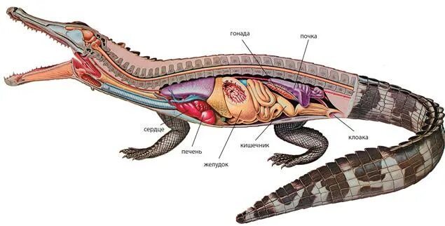 Внутренние органы рептилий. Пищеварительная система крокодила. Клоака у рептилий строение. Пищеварительная система крокодила в клоаку. Пресмыкающиеся пищеварительная система у крокодилов.
