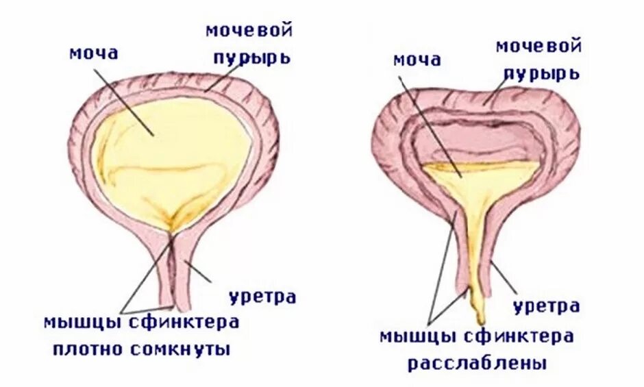 Канал мочи у мужчин. Мышца сфинктер мочеиспускательного канала. Сфинктер мочевого пузыря. Строение мочевого пузыря. Женский мочеиспускательный канал.