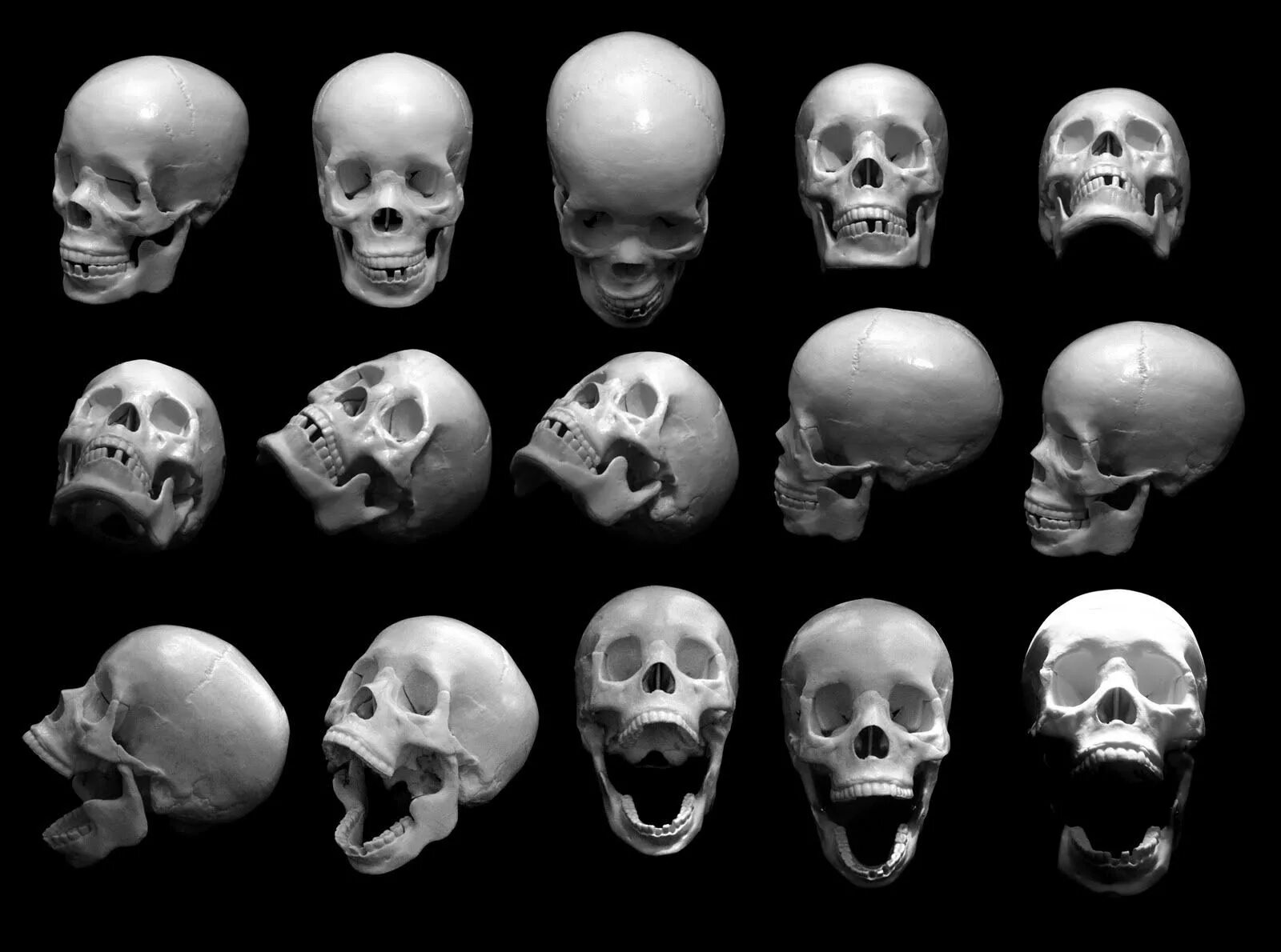 Череп ракурсы. Человеческий череп с разных ракурсов. Референс анатомия чере. Череп ракурсы. Череп референс 3д.