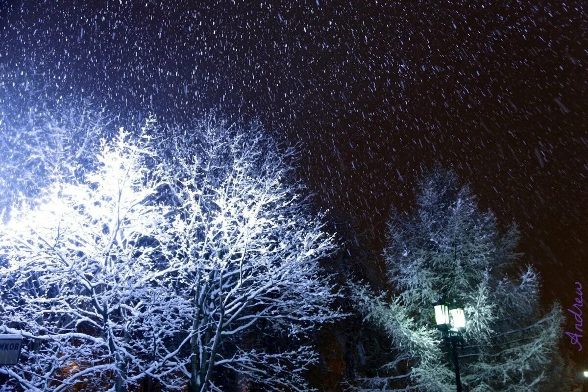 Зимняя ночь. Деревья в снегу ночью. Снег ночью. Зимние деревья ночью. Глубокая зимняя ночь метель в доме ни