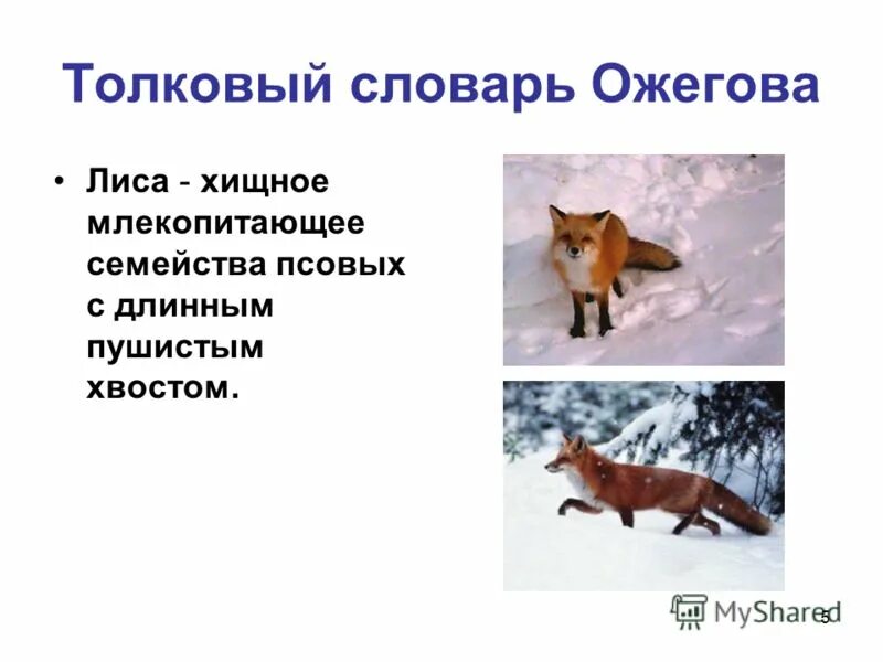 Биология 5 класс доклад о млекопитающие. Млекопитающие раздельнополые. Млекопитающие животные. Млекопитающие предложение. Млекопитающие животные доклад.