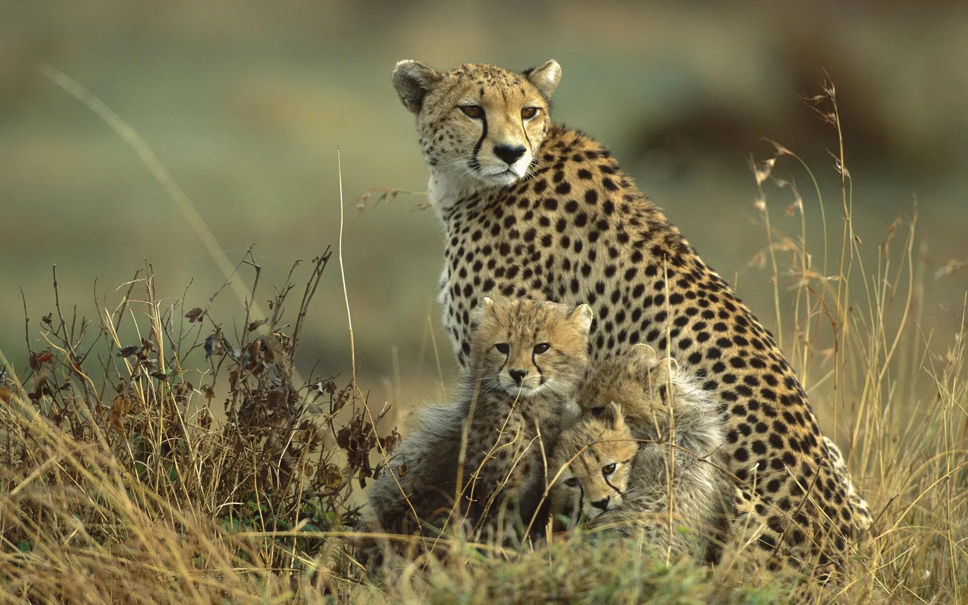 Perfect animals