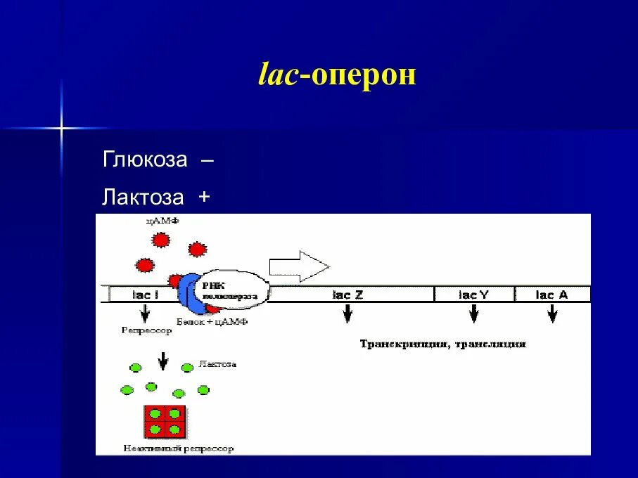Лак оперон. Схема lac-оперона. модель лак оперона. глюкоза и lac оперон. лакто оперон.