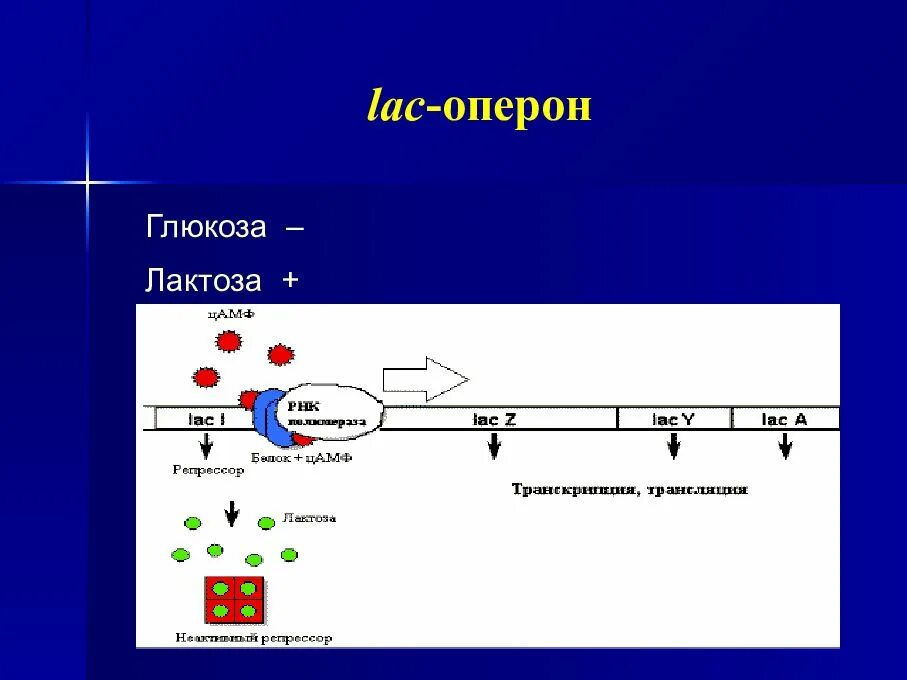 Мета трансляция. Lac оперон и Глюкоза. Строение Lac оперона. Тетрациклиновый оперон. Lac оперон схема.