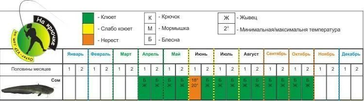 Клев сома. Календарь клева сома. Календарь ловли сома. Периоды активности сома. Календарь рыболова на сома.