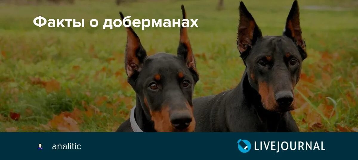Доберман пинчер. Доберман собака. Стих про добермана. Рассказ о породе доберман 2 класс. Доберман собака.