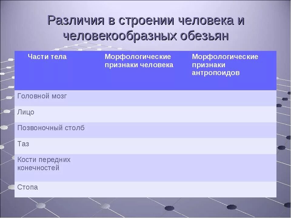 Морфологические признаки современного человека. Различия в строении человека и человекообразных обезьян. различия в строение человека и человек образ ну обезьян. различия человека и человекообразных. сходство человека и человекообразных обезьян таблица.