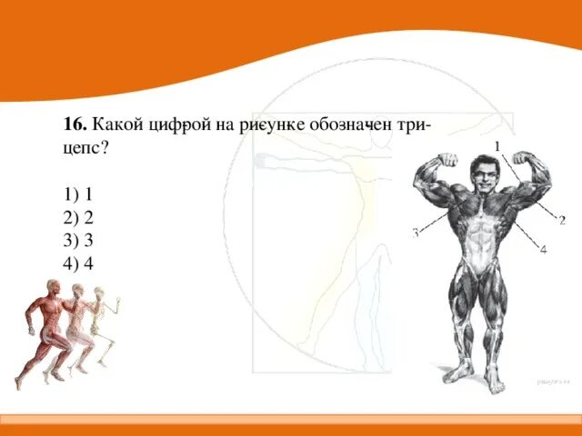 На рисунке изображены бицепс. Какой цифрой обозначен трицепс. какой цифрой на рисунке обозначен трицепс?. какой цифрой на рисунке обозначен бицепс?. какими цифрами на рисунке обозначены:.