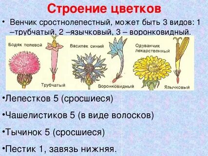 Сложноцветные растения размножение