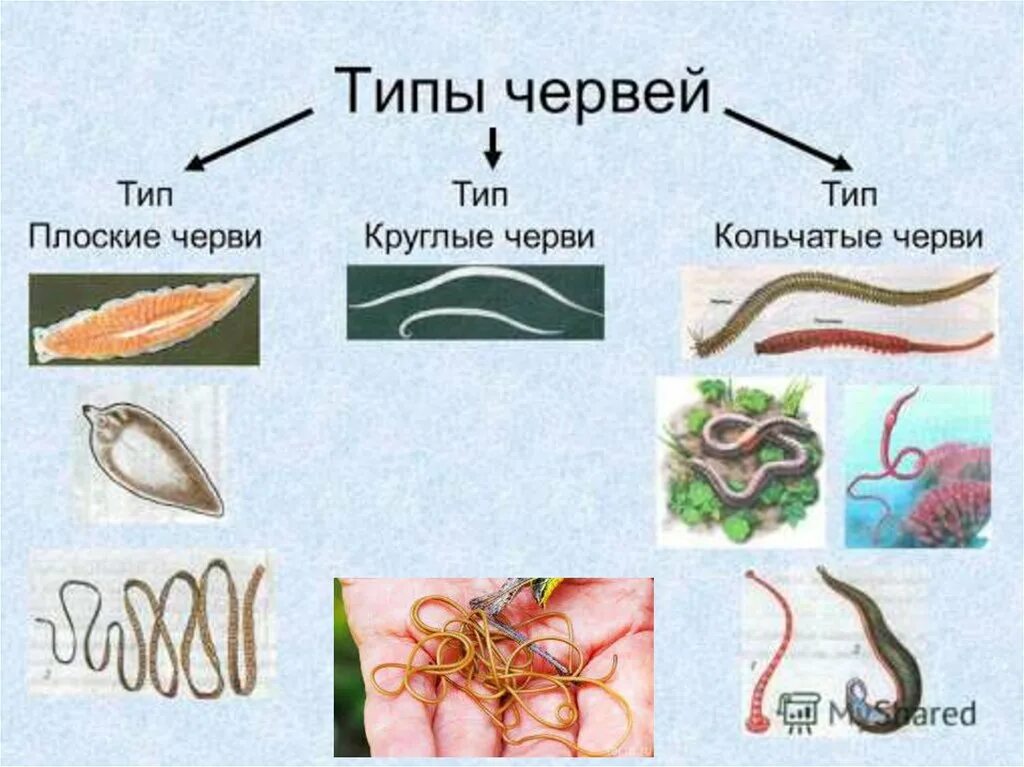 Типы червей и их название. Типы червей представители. Представители всех видов червей.