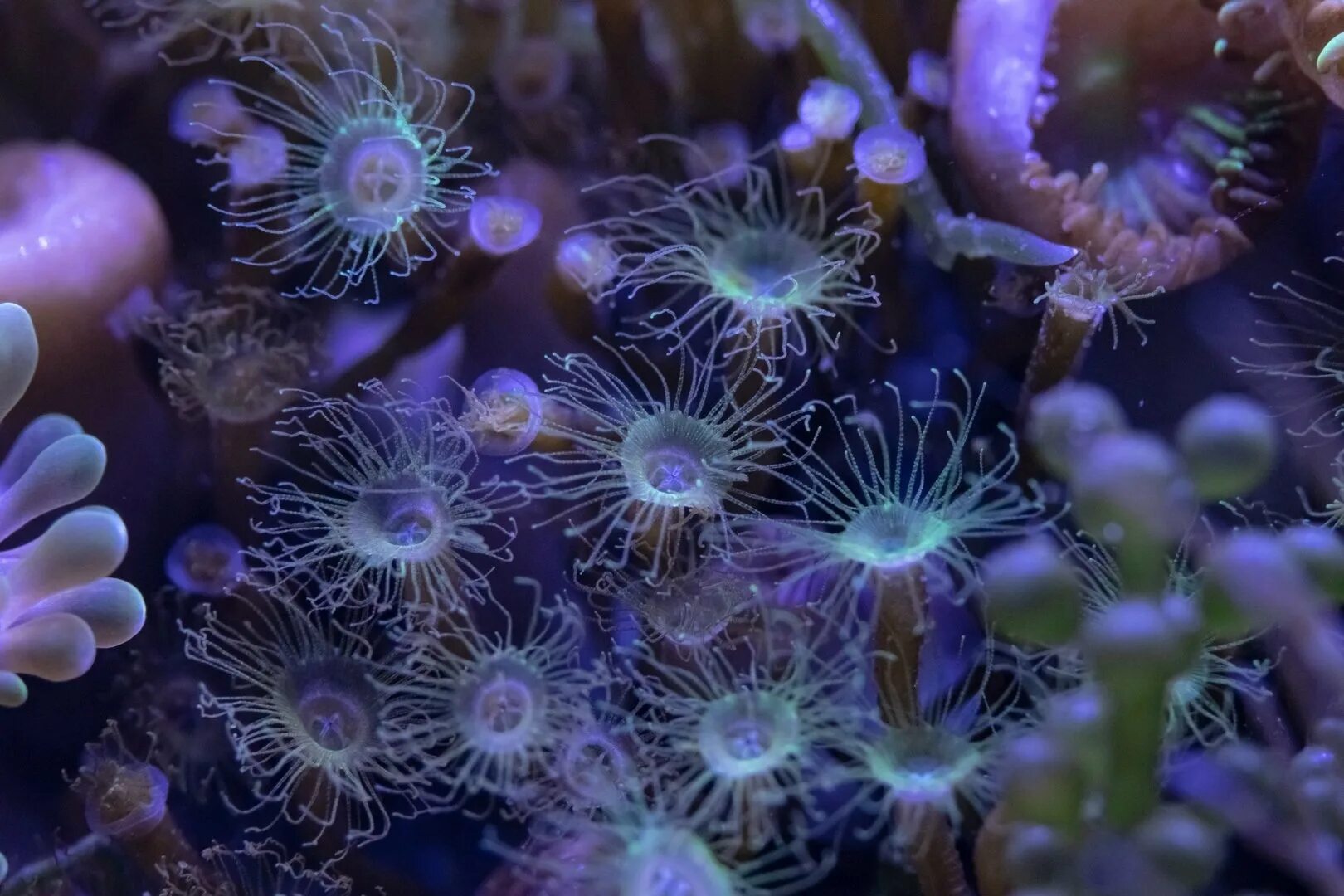 Полипы ростов на дону. Класс коралловые полипы актиния. Колонии коралловых полипов. Колонии коралловых полипов. Актиния уртицина.