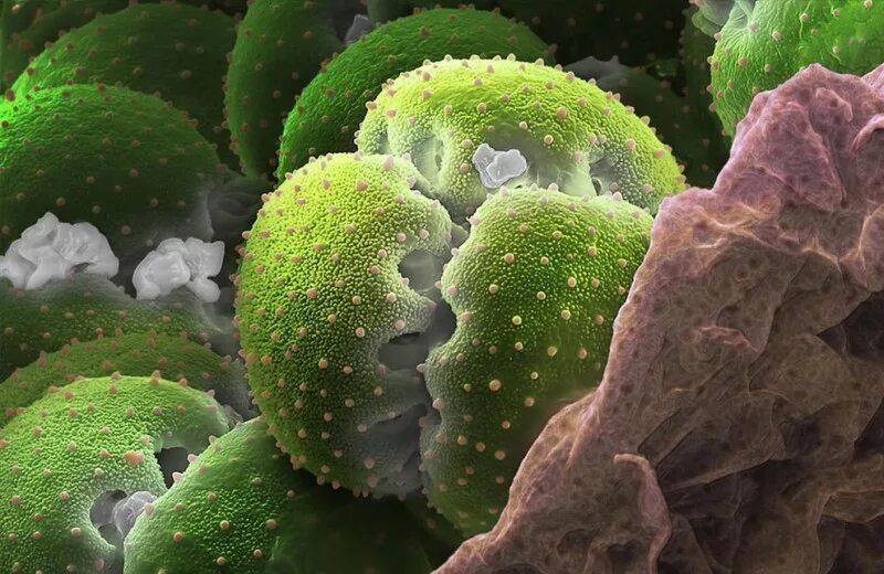Фотография микро. Пыльца цветковых растений под микроскопом. Пыльца микрофотографии. Пыльца цветка под микроскопом. Пыльца растений микроскоп.
