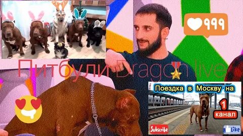 Канал питбуль