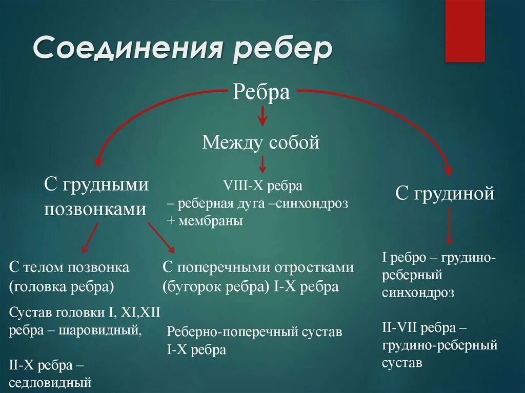 Неподвижные соединения ребер. Соединение ребер. Соединение ребер с грудиной и между собой. Соединение ребер с позвонками и грудиной. Соединение ребра с грудным позвонком.