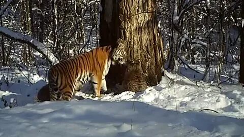 Внутри сильна как тигрица котенок песня