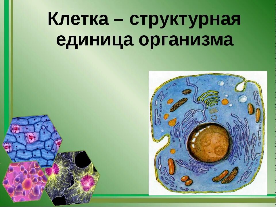 Основная единица живого. Клетка структурная единица организма. Структурные единицы клетки. Клетка живого организма. Клеточное строение организмов.