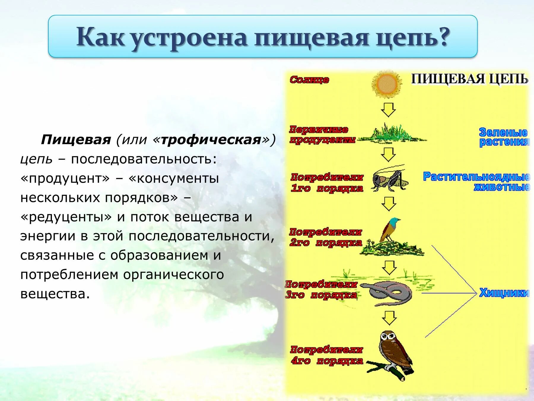 Начальным звеном пищевой цепи являются продуценты. Цепь питания из 4 звеньев редуценты продуценты консументы. Пищевая трофическая цепь. Звенья трофической цепи. Трофическая цепь примеры.