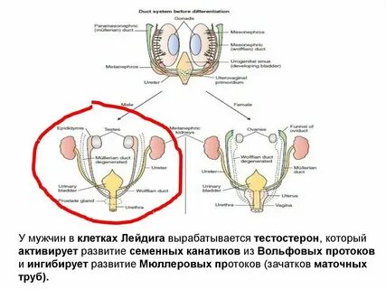 Физиология репродуктивной системы женщины