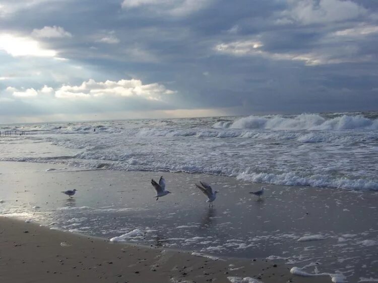 Зеленоградск любуйтесь морем. Балтийское море Зеленоградск. Балтийское море Зеленоградск осень. Осень Калининградская область Зеленоградск море. Балтика море Зеленоградск осень.