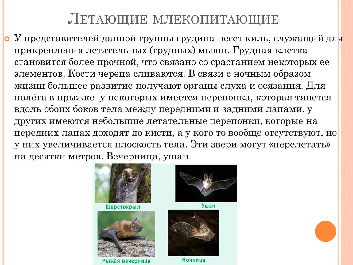 Кто из млекопитающих способен к активному полету
