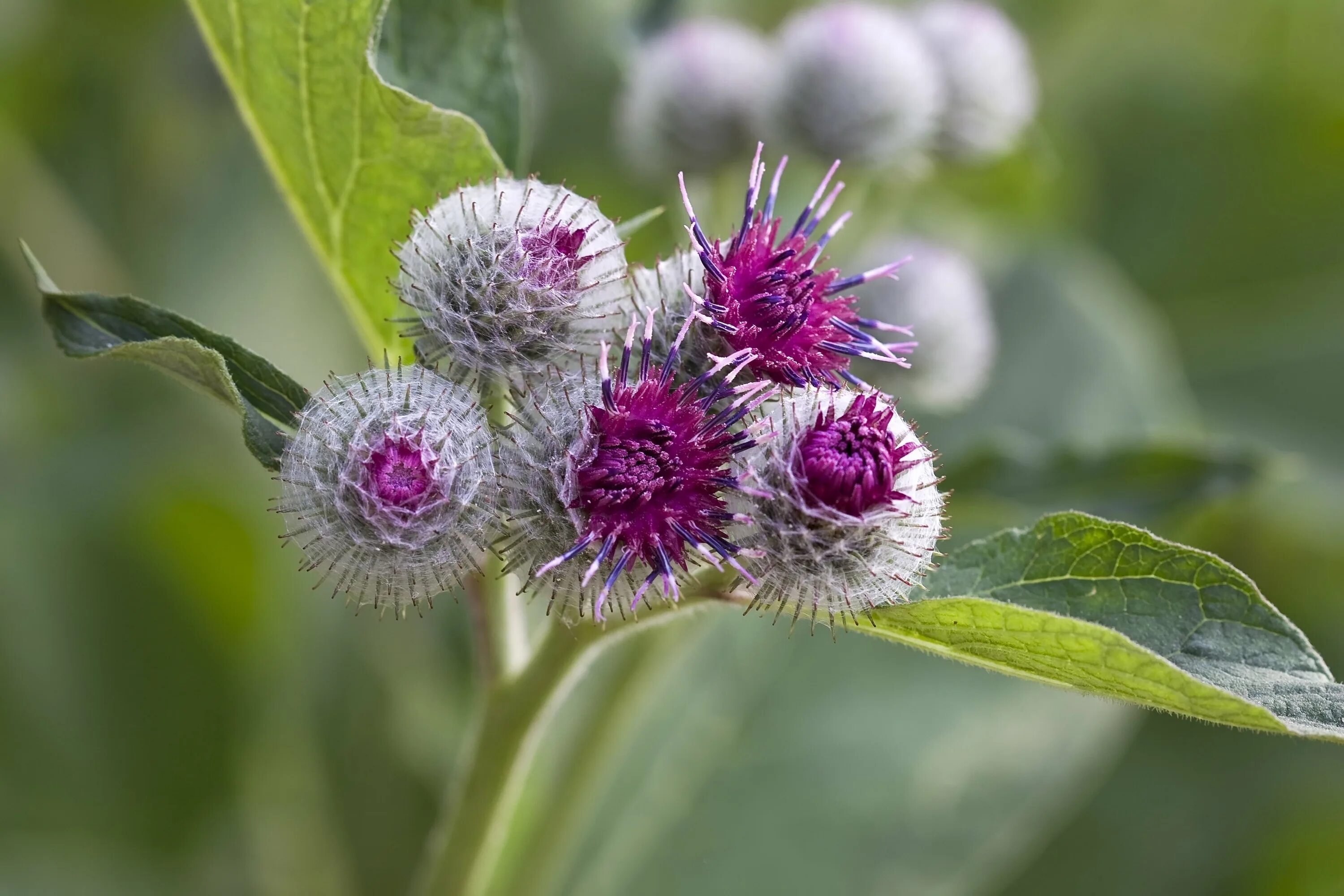 Красный лопух. Репей лопух. Репейник (Burdock). Репейник и репей. Лопух большой репейник.