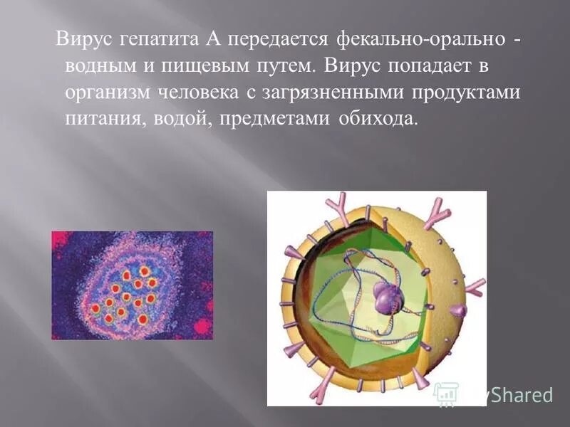 Гепатит а передается пищевым путем. Пути передачи вирусного гепатита в. Инкубационный период гепатита е. Вирусные гепатиты презентация. Пути передачи вирусного гепатита в.