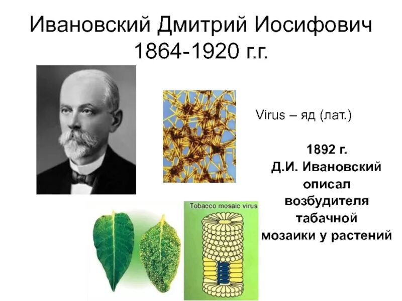 Основоположник вирусов. Дмитрий иосифович ивановский (1864-1920). ивановский дмитрий иосифович вирус табачной мозаики. ученый д. и. ивановский. д.и.ивановский основоположник вирусологии.