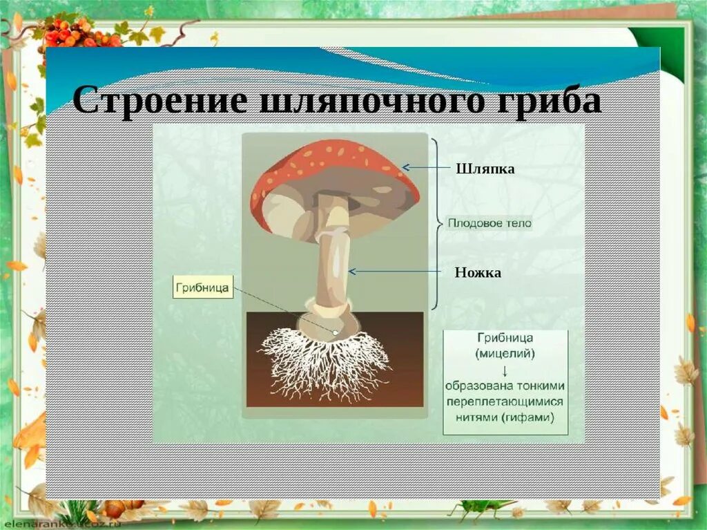 Строение шляпочного гриба строение. Строение шляпочного гриба 5. Строение шляпочного гриба 5 класс. Строение шляпочного гриба рисунок. Назови шляпочные грибы