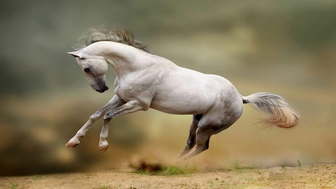 Pin by Carolyn Ishii on Andalusian PRE 2 Horses, Beautiful horses, Horse picture