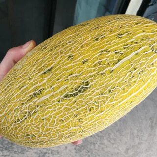 Дыня амал