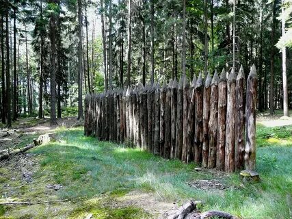 Частокол елей виднеющийся в отсветах
