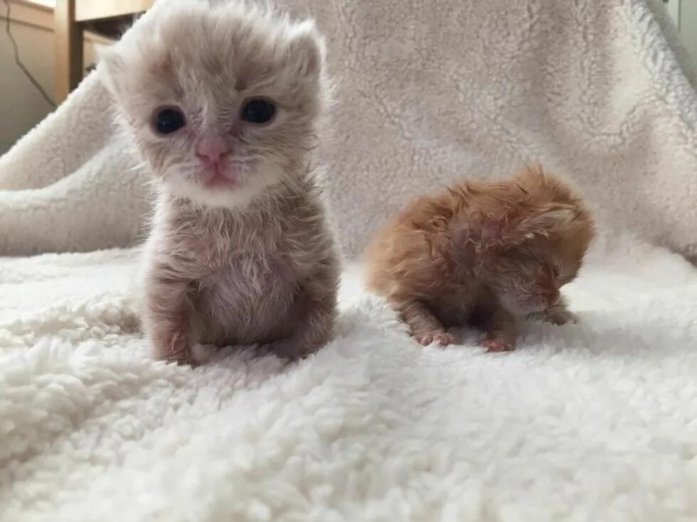 Новорождённые котята. Новорожденный котенок. Новорожденные пушистые котята.