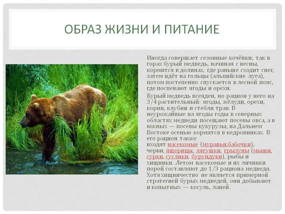 Содержание медведя. Бурый медведь описание. образ жизни бурого медведя.