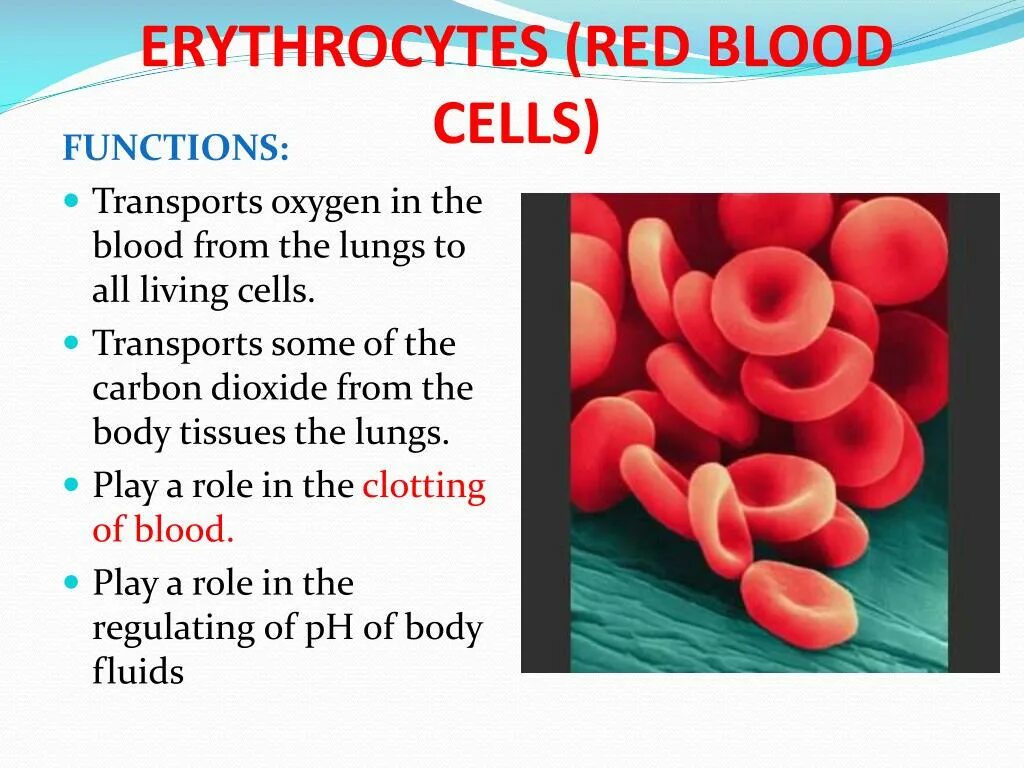 Red Blood Cells function. Blood Cells functions. Red Blood Cell structure. Erythrocytes in Blood.