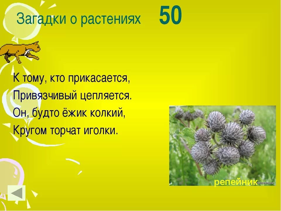 Загадки. Загадки про растения. Загадки на тему растения. Загадки про растения с ответами. 5 загадок по биологии