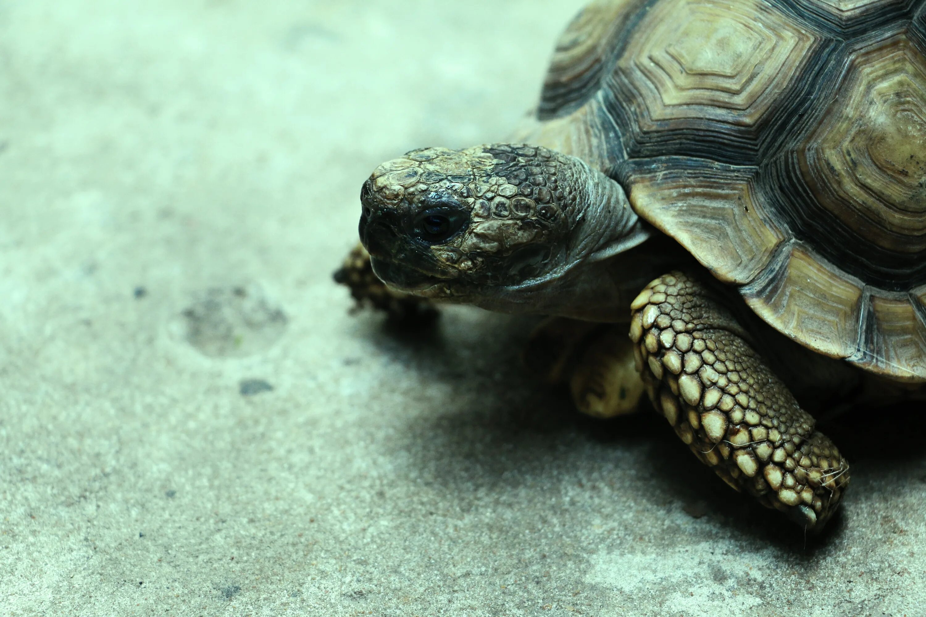 Красивая черепаха. Черепаха Тартаруга. Пресмыкающиеся черепахи. Самые красивые черепахи. Черепашата.