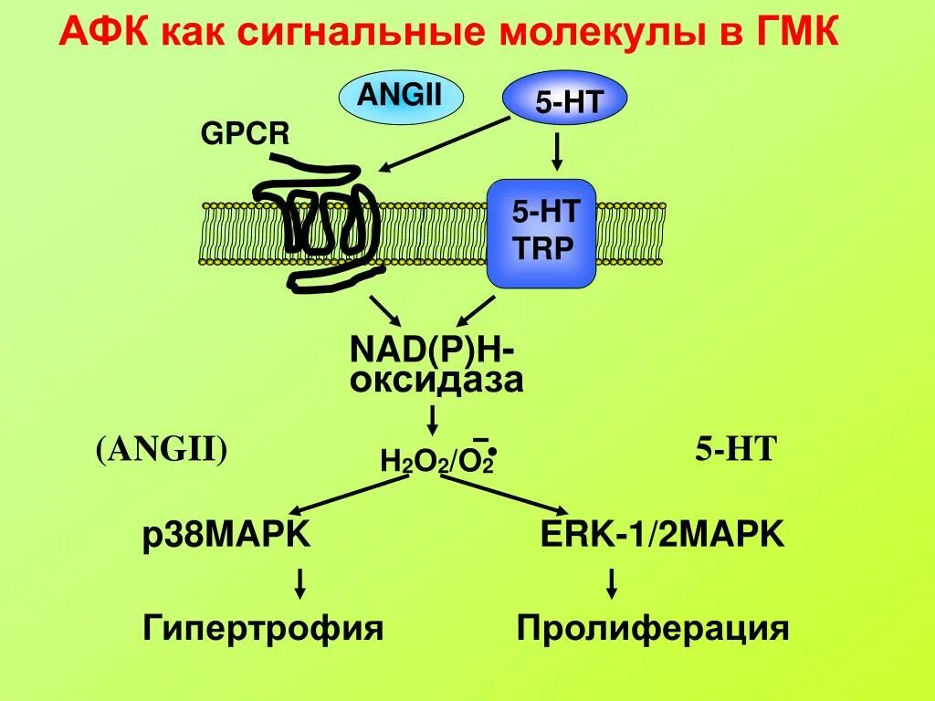 Сигнальные молекулы
