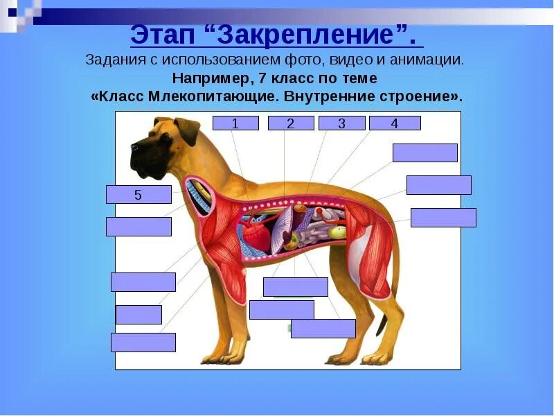 Лабораторная работа внутреннее строение млекопитающих. Строение млекопитающих 7 класс. Биология внутреннее строение млекопитающих. Класс млекопитающие строение. Урок по теме внутреннее строение млекопитающих.