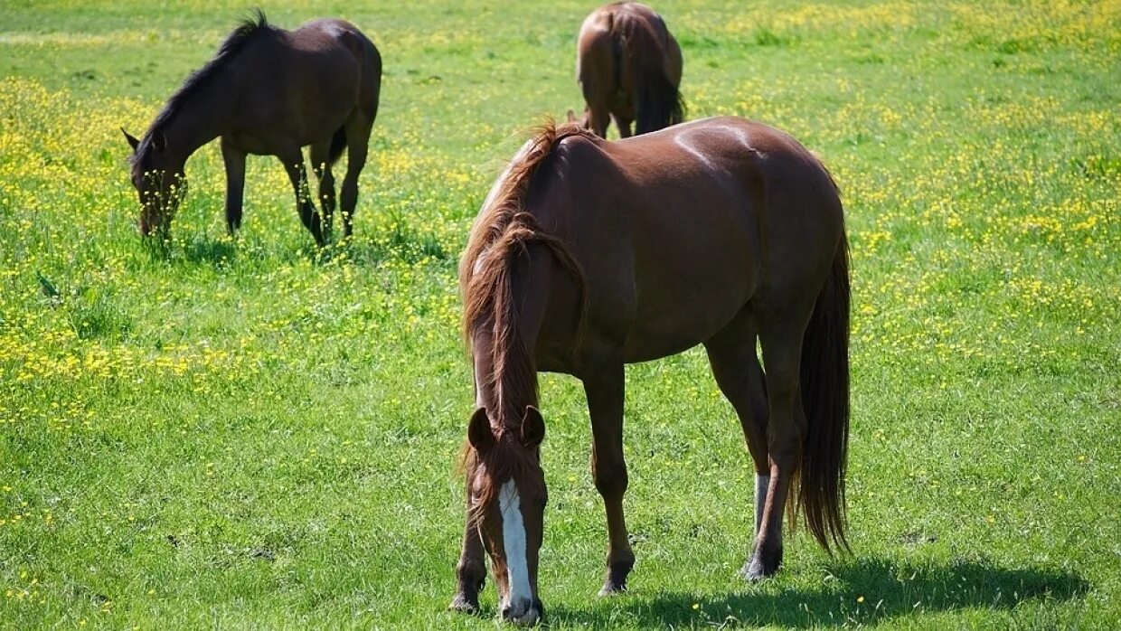 Дикий гнедой мустанг. Лошадь ест деньги. Лошадь в конюшне. Лошадь породы мустанг. Строение лошади анатомия.