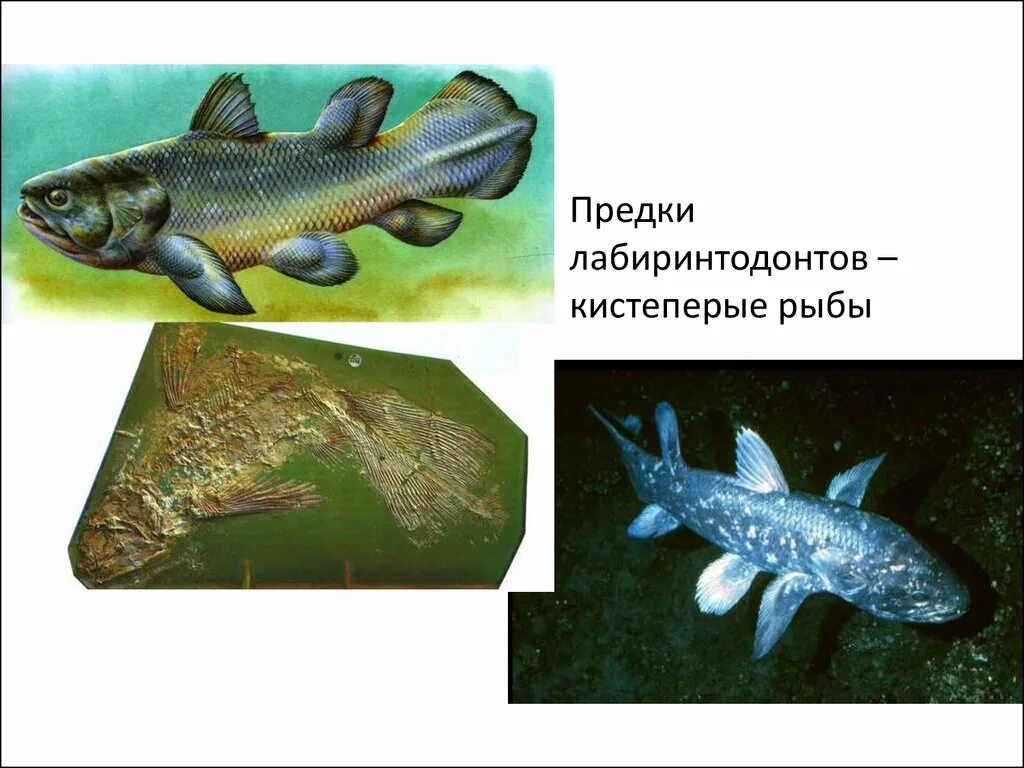 Отряд кистеперые представители. Отряды подкласса кистеперые. Кистепёрые рыбы представители. Рыбы кистеперые кистеперые. Появление кистеперых рыб