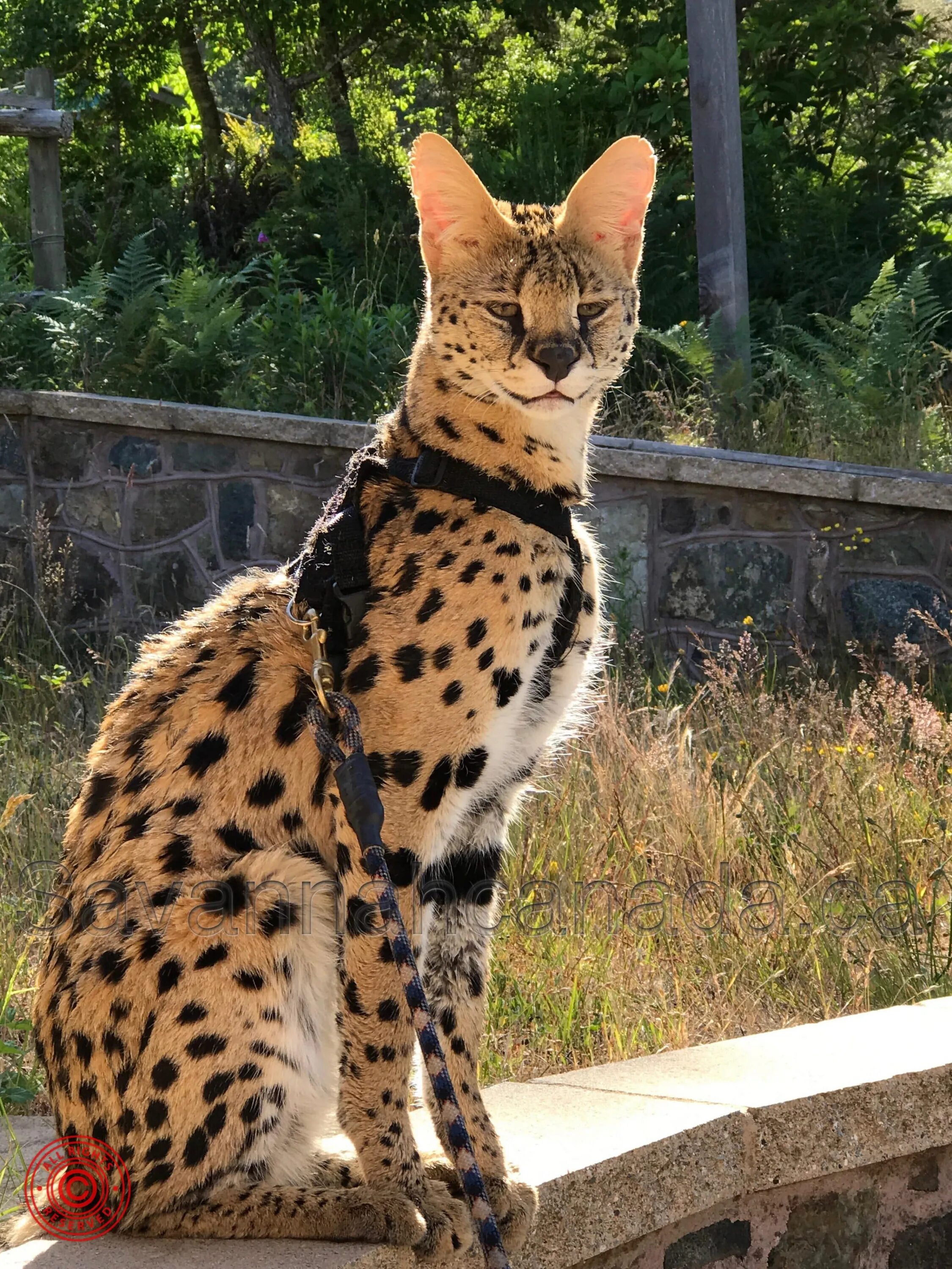 Самая дорогая кошка фото. Сервал Ашера Саванна. Бенгальская Саванна кошка. Кошка Саванна и сервал. Сервал Саванна бенгал Ашера.