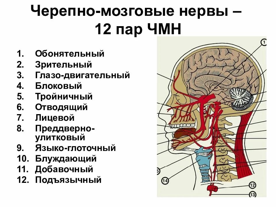 Количество нервов в головном мозге. 12 Пар черепных нервов схема. Черепные нервы топографическая анатомия. Черепные нервы анатомия иннервация. Головной мозг и Черепные нервы анатомия.