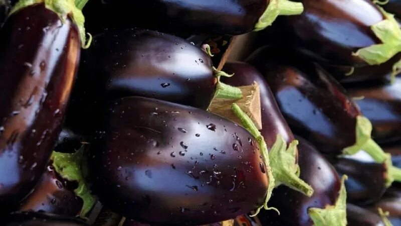 баклажаны импортные. килограмм баклажан. баклажан андрюша f1. килограмм баклажанов как правильно. баклажаны на грядке.