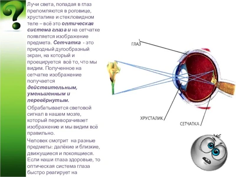 Формирование изображения на сетчатке глаза физика 8 класс. Оптическая система хрусталик. Световые лучи и глаз. Изображение на сетчатке получается. К оптической системе глаза относятся хрусталик