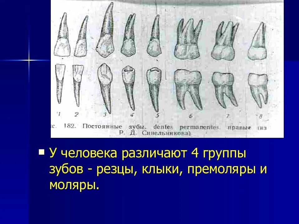 Зубы резцы клыки премоляры моляры. Моляр премоляр резец. Резцы клыки премоляры моляры анатомия. Зубы: резцы, клыки, коренные зубы..