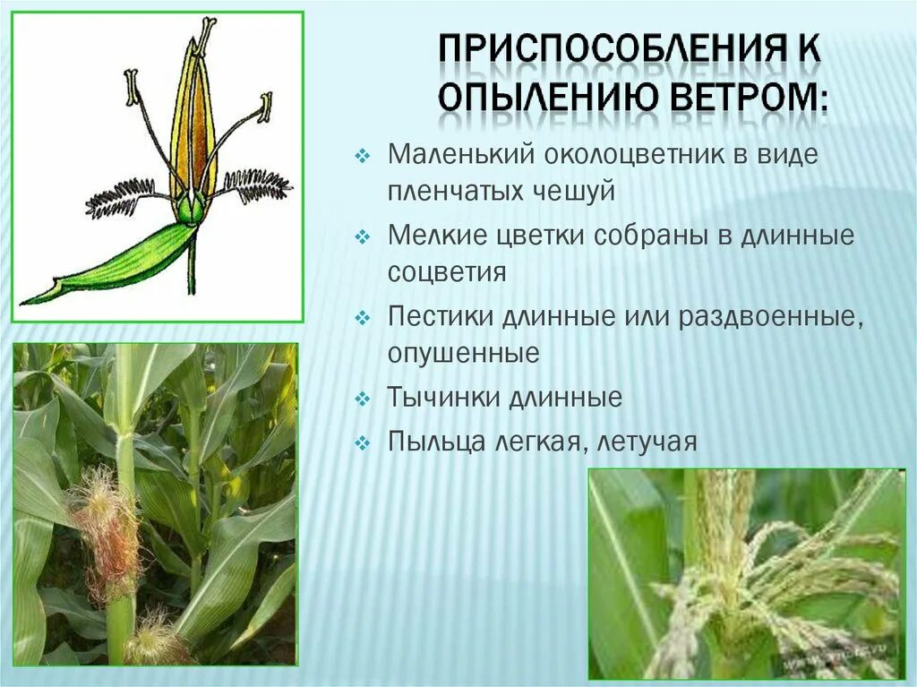 Опыление злаков происходит с помощью