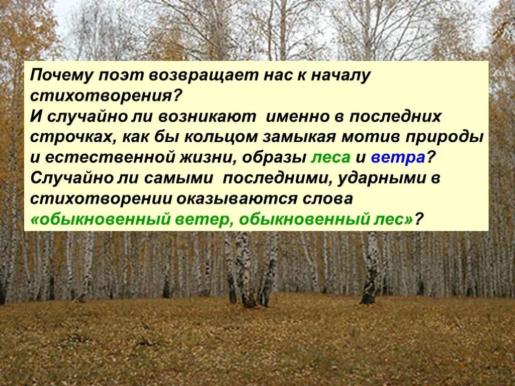 Возвращенный поэт. Образ леса в стихотворениях. Обманчивый лес текст. Мотивы природы в литературе. Образ леса в любой позиции стихотворение поэт.