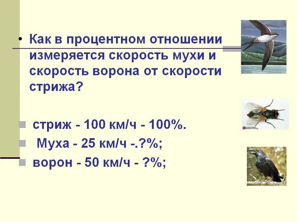 Скорость полета мухи. Скорость мухи км/ч. С какой скоростью летает Муха.