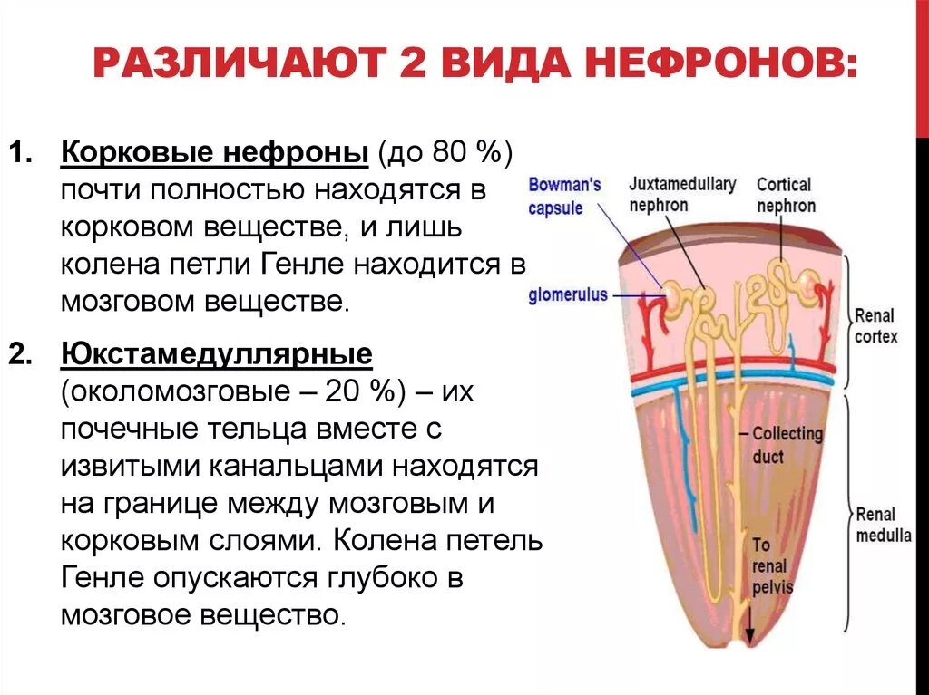 Какие из перечисленных структур расположены. Структура нефрона почки корковое. Нефрон строение типы нефронов. Отличие юкстамедуллярный нефрона от коркового. Строение коркового и мозгового вещества почки нефрон.