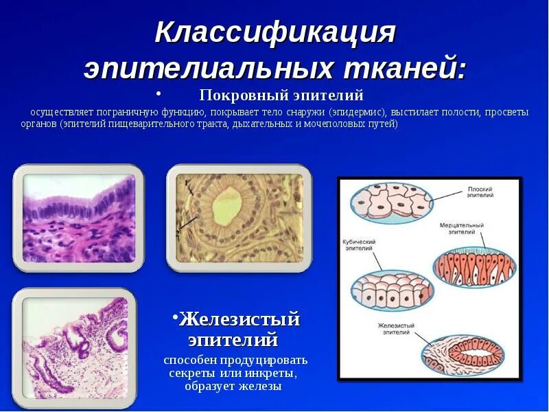 Покровный эпителий строение ткани. Строение эпителиальной клетки. Строение эпителиальной ткани животных. Строение покровной эпителиальной ткани. Эпителиальные ткани состоят из клеток